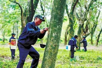 探索“橡膠+”經(jīng)濟(jì)模式 三亞老膠林長(zhǎng)出“新財(cái)富